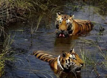 Corbett Bird Watching Tour Package