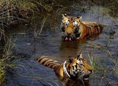 Corbett Budget Tour Package