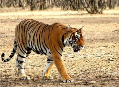 Corbett Nainital Tour Package