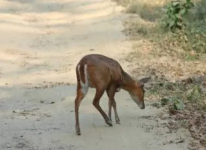 Corbett Group Tour Package