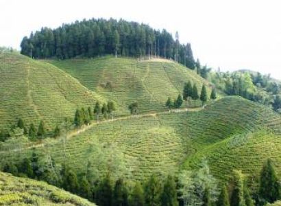 Darjeeling Tour