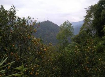 Darjeeling Honeymoon Packages