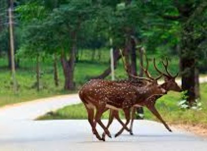 Wayanad Family Package