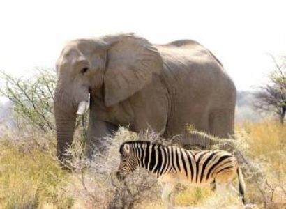 Safari and Nature Tour of Namibia
