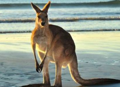 Discover Australia Tour