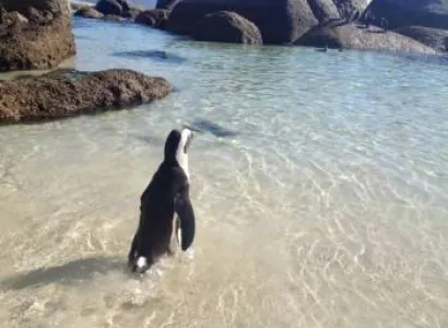 Vip Tour to South Africa Tour