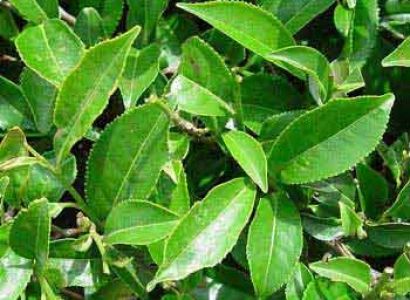 Taste of Cheralam Tour