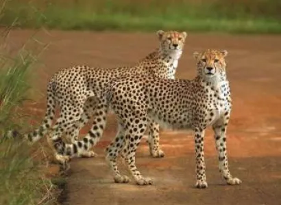 Kanha National Park Tour