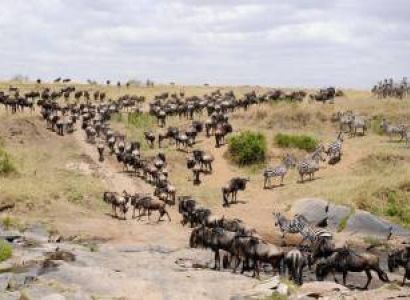 Great Migration - Masai Mara Tour