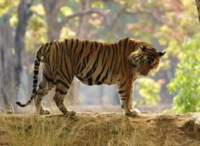 Best of Indian Wild Life Tour