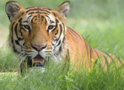 The Royal Bengal Tiger Tour