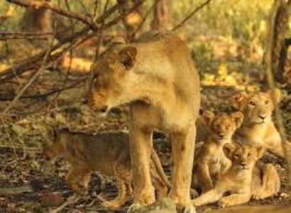 Best of Gujrat with Asiatic Lion Tour