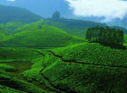 Munnar Tour