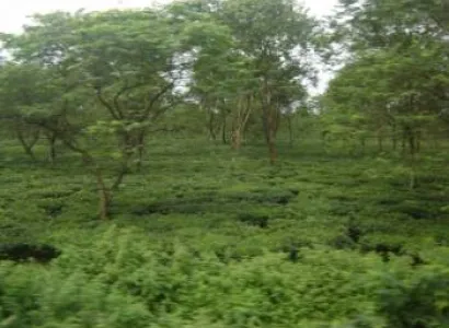 Kullu Manali Shimla Honeymoon Tour Packages from Jind