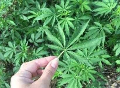 Kullu Manali Shimla Honeymoon Tour Packages from Singrauli