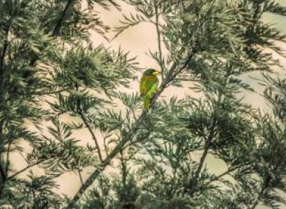 Kullu Manali Shimla Honeymoon Tour Packages from Satna