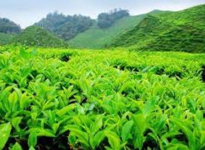 Little Tibet Package