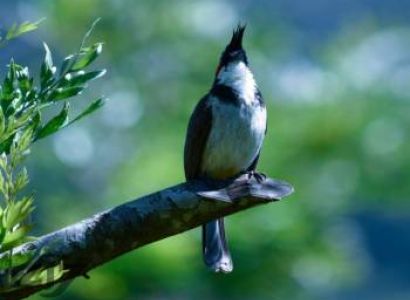 Kurangani Top Station Bird Watching Trek Tour