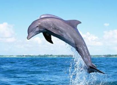 Gold Coast with Tangalooma Tour