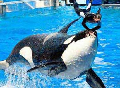 Mickey's Orlando Tour