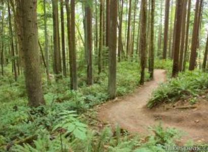 Karnataka Forest Trail Tour