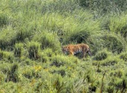 Guwahati Shillong Kaziranga Tour