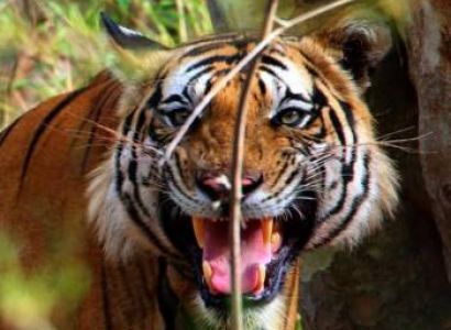 Wildlife & Nature Trail of Meghalaya Tour