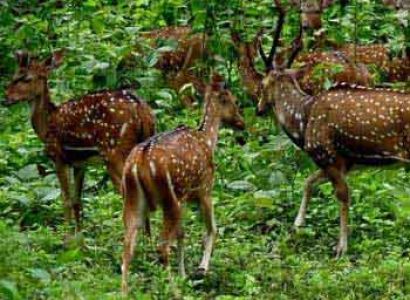 The Treasures of Kerala Tour