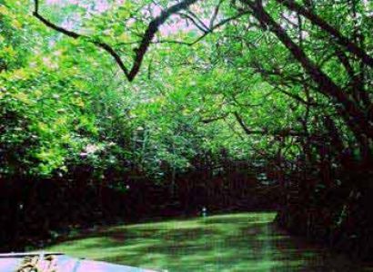 Rangat & Baratang Tour