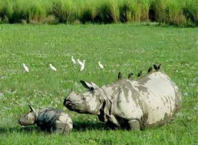 Wildlife Tour at Kaziranga National Park Tour Package