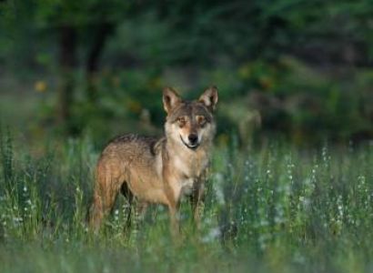 Alleppey-Munnar Kerala Weekend Tour