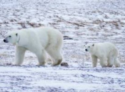 Churchill and Polar Bear Experience Tour Package