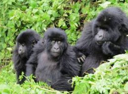 Gorilla Tracking in Rwanda Package