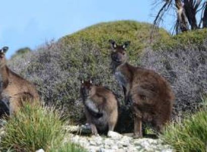 Wildlife, Outback & the Wine in South Austrailia Tour Package