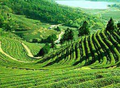 East Sikkim and Darjeeling Tour