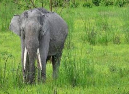 Guwahati-Kaziranga-Shillong-Cherrapunji Tour