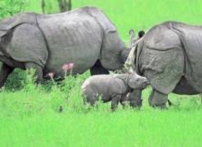 Guwahati-kaziranga-Shillong Tour