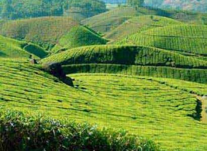Kerala Special Tour- Munnar 2n - Thekkady 1n - Alleppey 1n - Kovalam 2n Package