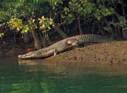 Sundarbans Forest 3 Days & 4 Nights Tour Package
