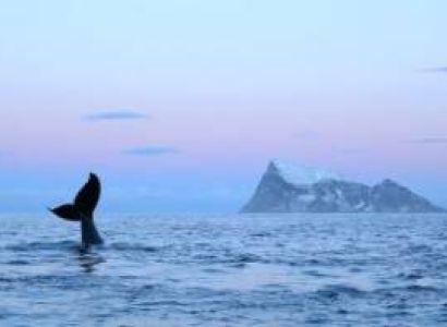 Whale Watching Tour in Tromsø Tour Package