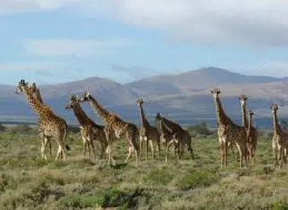 Cape Town Safari Tour Package