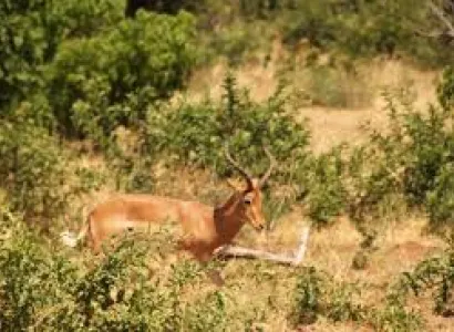 2 Day Cape Town Safari Tour Package