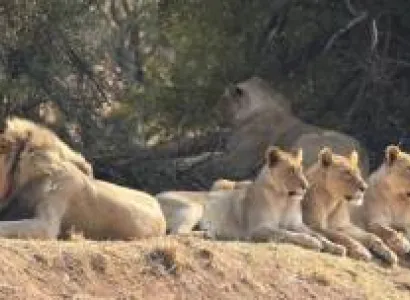 Pilansberg Safari Tour Package