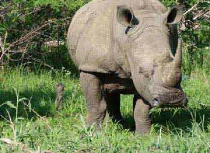 Kruger Park Private Game Reserve Safari Tour Package