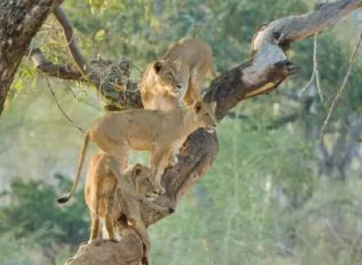 Kruger Park Safari Tour Package