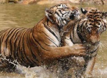 Tour to Jaipur Ranthambore