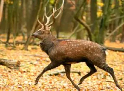 Short Trip to Bharatpur - Weekend Getaway (Ex Delhi)