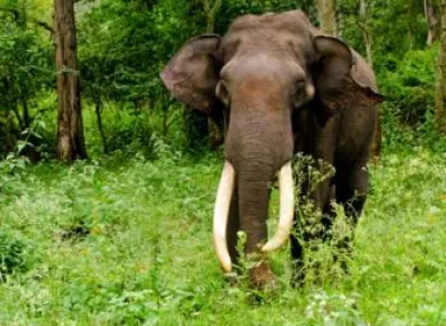 Lure of the Jungle Package