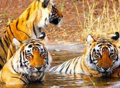 Corbett Nights Package