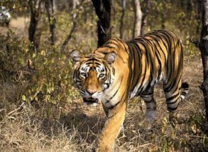 Best of Chhattisgarh Tour